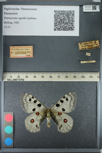 Media type: image;   Entomology 175131